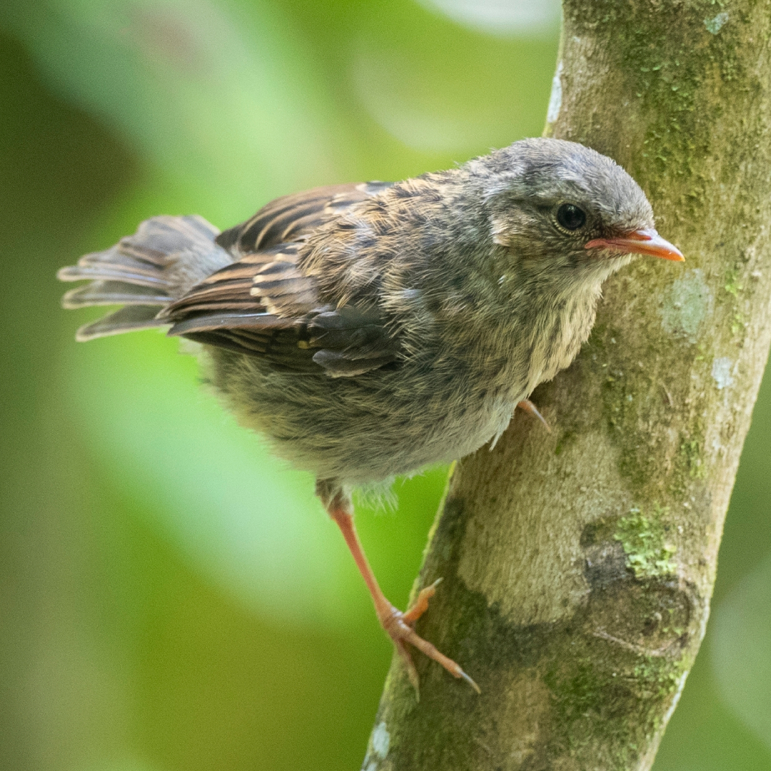 DUNNOCK Prunella Modularis Songbird Factfile dunnock-prunella-modularis-songbird-factfile